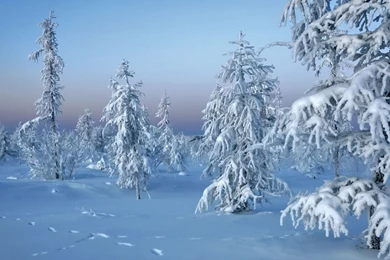 Frozen Trees Wallpapers