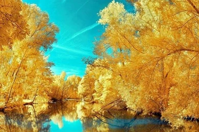 Awesome Yellow Nature HD (High Definition) Wallpapers