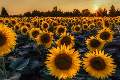 Most Beautiful Sunflowers Wallpapers