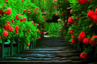 Excellent Wooden Pathway Wallpapers