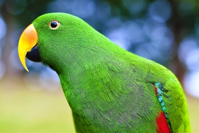 Green Parrot Most Beautiful HD Wallpapers