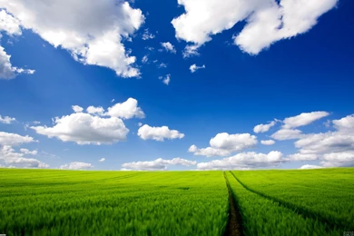 Green Field And White Clouds Wallpapers