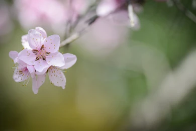 Jeffrey Friedl's Blog » Revisiting The Ryouanji Temple's Cherry ...