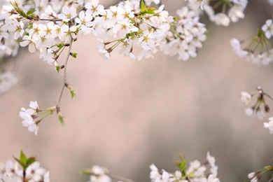 Japan Cherry Blossoms Tokyo Wallpapers