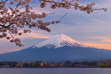 Cherry Blossoms And Mount Fuji   Japan Wallpapers