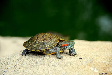 Turtle Computer Wallpapers, Desktop Backgrounds