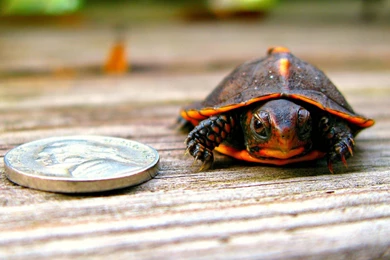 Jestingstock.com Cute Baby Sea Turtle Wallpapers