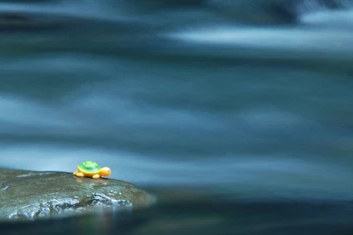 Turtle Wallpapers By The name1ess On DeviantArt