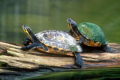 Turtle Pictures   Land Abd Sea Turtle Wallpapers
