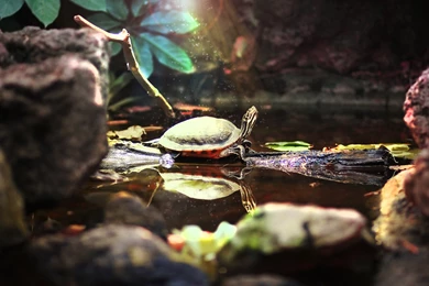 Download Wallpapers Turtle, Turtle, Zoo, Pond, Beauty, Magic, Water ...