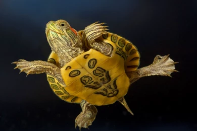 Cute Turtle Wallpapers Picture 50A   WallPey
