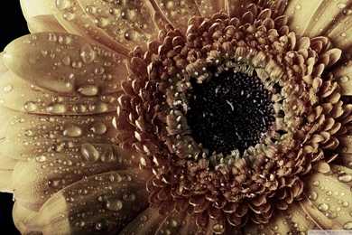 18, 2013 . 1920x1080, Gerbera Vintage Hd Desktop Widescreen High ...