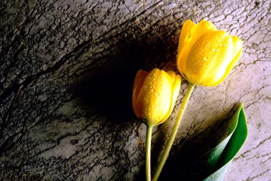 Free Flower Desktop Wallpaper: Beautiful By Free Download Best HD ...