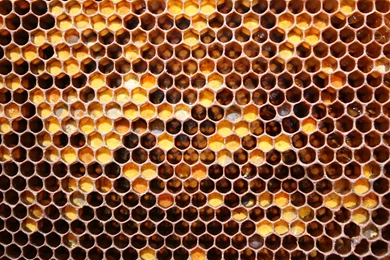 Download The Honey Honeycomb Wallpaper, Honey Honeycomb iPhone ...