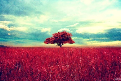 Nature Artisti Tree 30 Best Wallpapers   HD Wallpapers