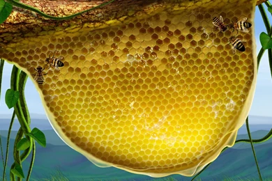 Bees On A Honeycomb Wallpapers 30231