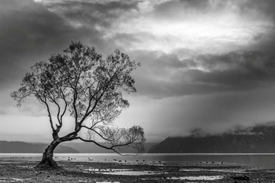 Landscape, Flowers, Cute Desktop Images, Field, Nature Backgrounds ...