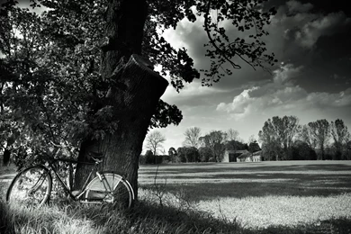 Black And White, Nature, Trees, Forest, Bicycles, Monochrome, HDR ...