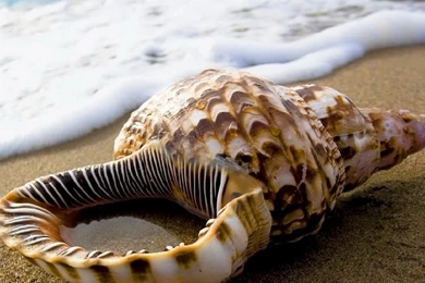 Seashell HD Wallpapers