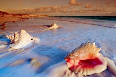 Google Image Result For Http://www.free desktop backgrounds.net ...