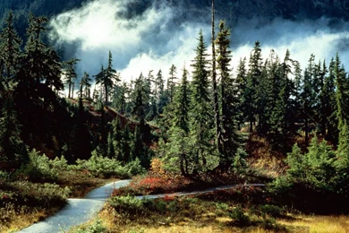 Forest Wallpapers   Page 3   Nature Wallpapers   Crazy Frankenstein