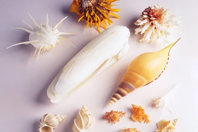 Sea Shell Wallpapers HD