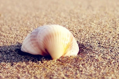 1080x1920 Beach Seashell Wallpapers HD