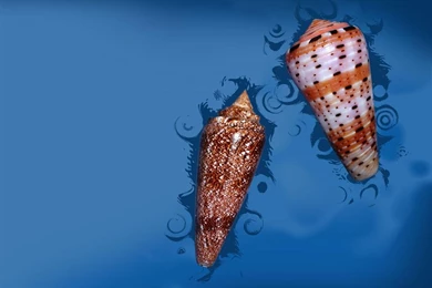 Sea Shell Of Topseashells : Specimen Seashells For Sale For Your ...