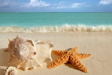 Seashell And Starfish On The Beach In Summer Wallpapers And Images ...