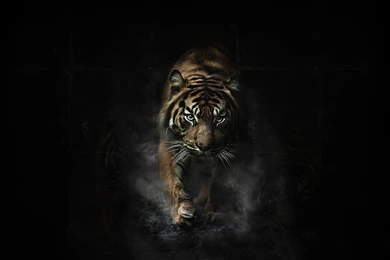 1920x1080 Tiger Artwork Wallpapers