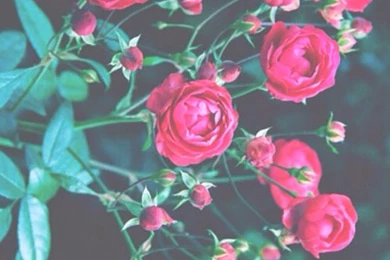 Background, Hipster, Iphone, Nature, Phone, Photography, Red ...