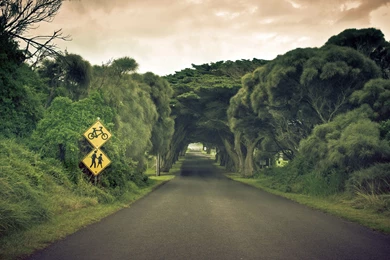 Daily Wallpaper: Nature's Tunnel