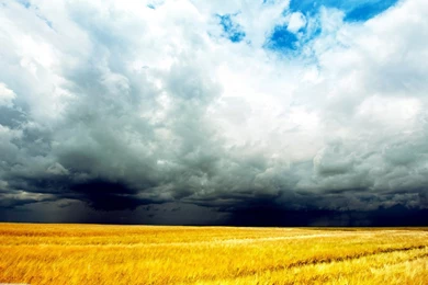 Hd Nature Images, Wallpapers Of Natures, Plants, Widescreen ...