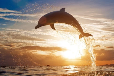 1920x1080 Dolphin Jump Sunset Wallpapers