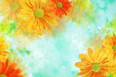 2560x1440 Orange Flowers Hd Backgrounds Wallpapers