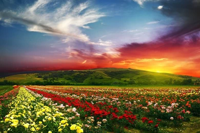 1920x1080 Flower Field Sunset Wallpapers