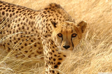 Thursday 23rd April 2015 Wildlife HD Backgrounds For PC ⇔ Full ...