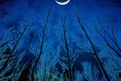 Nature: Eerie Silence, Picture Nr. 17241