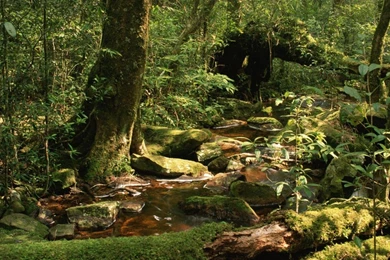 YouWall   Wildlife Sanctuary Wallpapers   Wallpaper,wallpapers,free ...