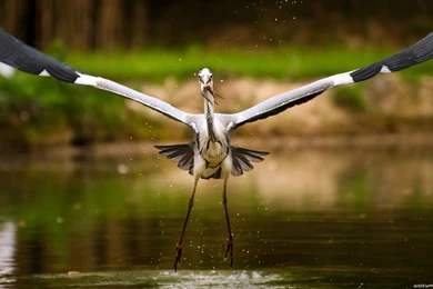 WILDLIFE   Catherine Moreno