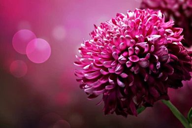 Beautiful Flower Photos Of How To Download Free Beautiful Desktop ...