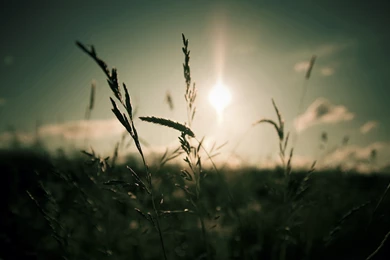 Nature, Dark, Sun, Depth Of Field, Macro, Grass :: Wallpapers