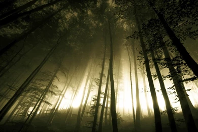 Dark Forest   1837836