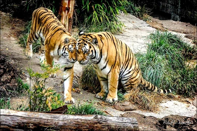 Touching Tigers" Wallpapers