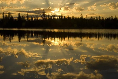 Scenic Forest Images   HD Images New