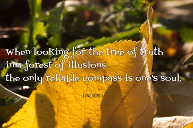 When Looking For The Tree Of Truth... Wallpapers