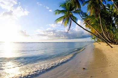 Palm Trees On The Pigeon Point Beach Wallpapers   Beach Wallpapers