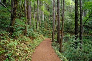 Quiet Trail, Columbia River Gorge, Oregon Pics