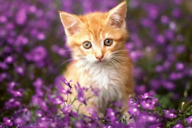 Free Download HD Wallpapers For Mobile PC Nature Desktop Love ...