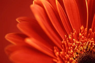 1600x1200 Vista Red Flower Desktop PC And Mac Wallpapers